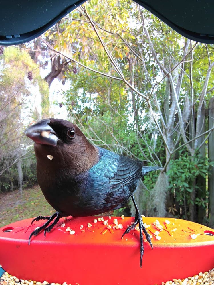 General Brown-Headed Cowbird comparison