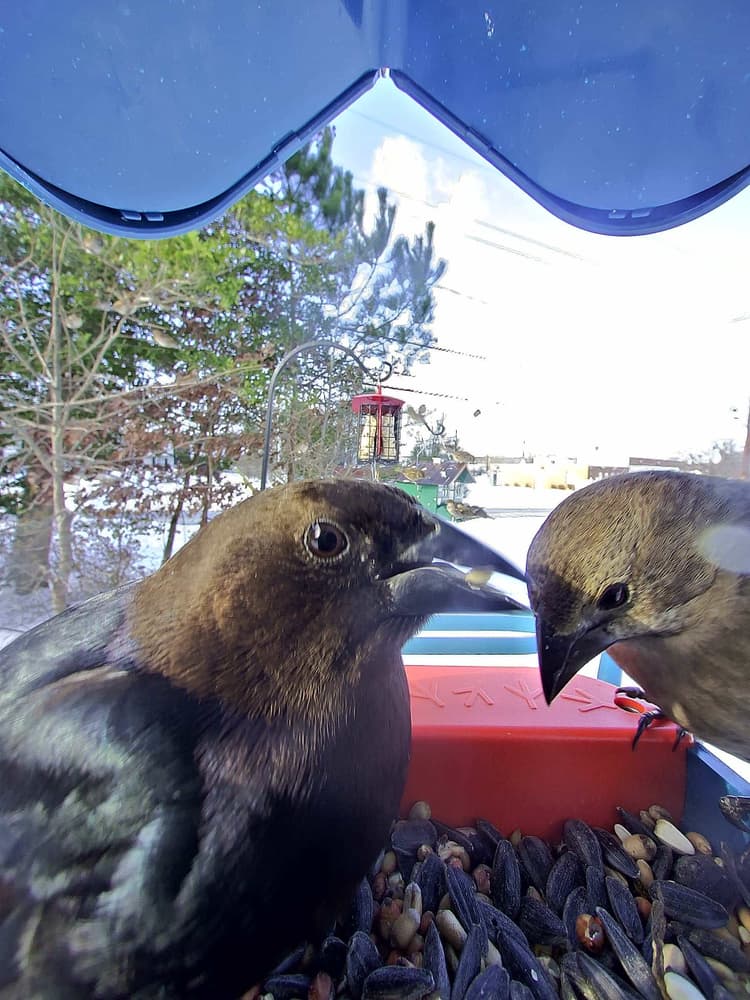 General Brown-Headed Cowbird comparison