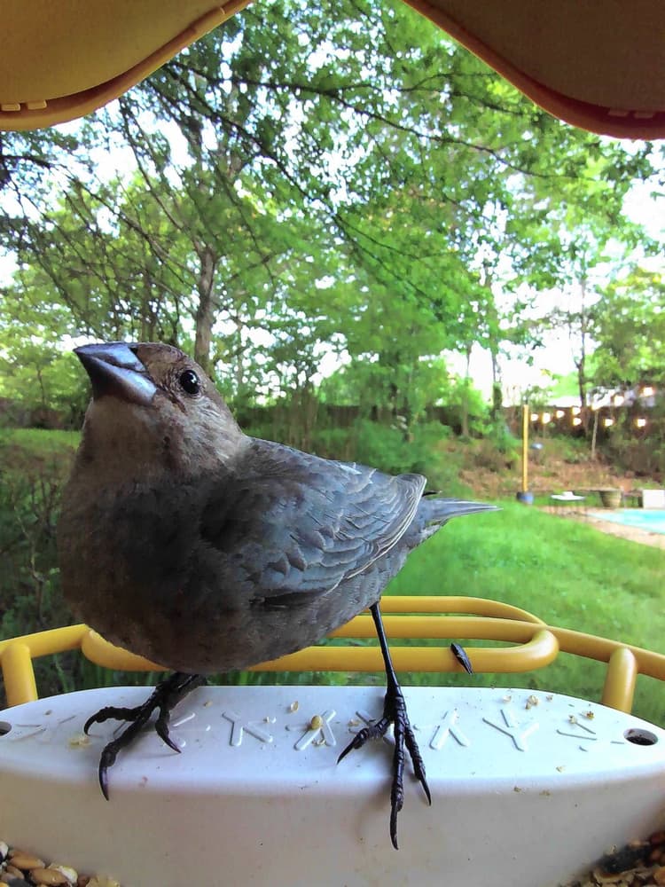 Adult female Brown-Headed Cowbird