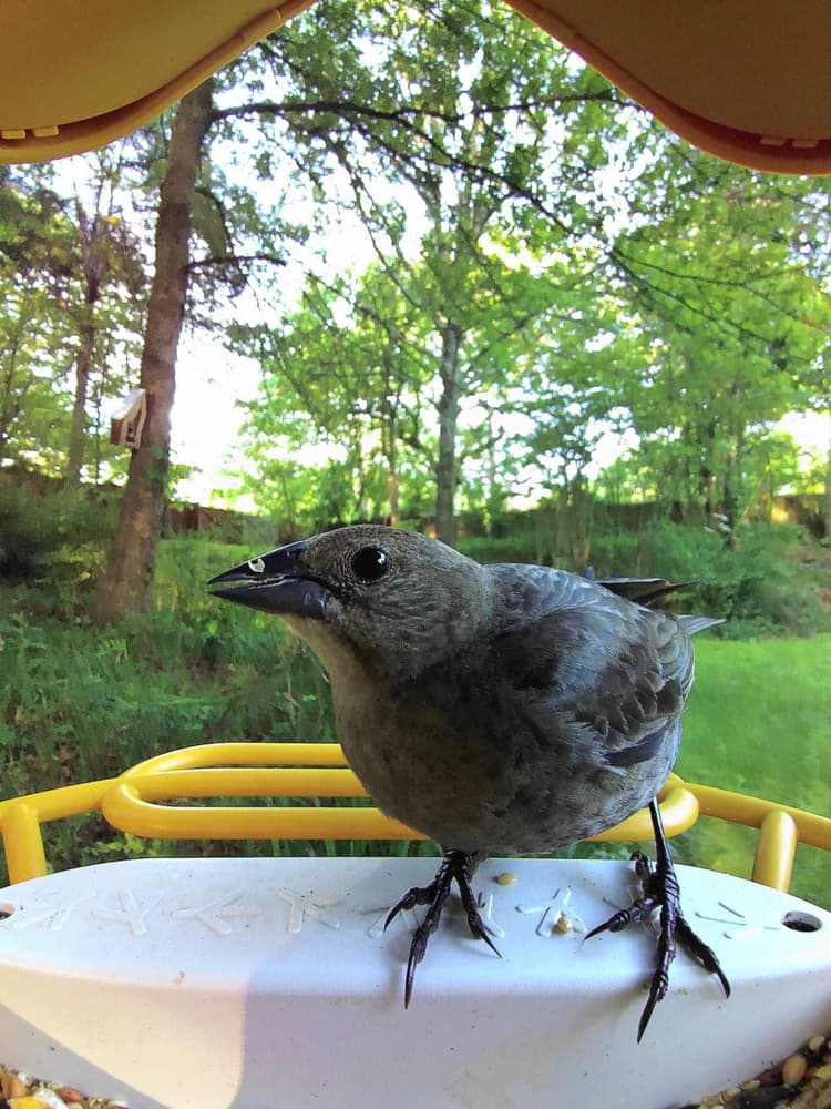 Juvenile Brown-Headed Cowbird