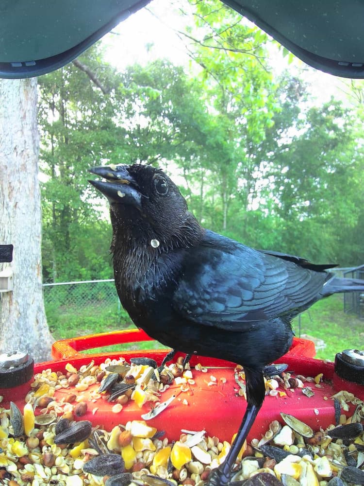 Adult male Brown-Headed Cowbird