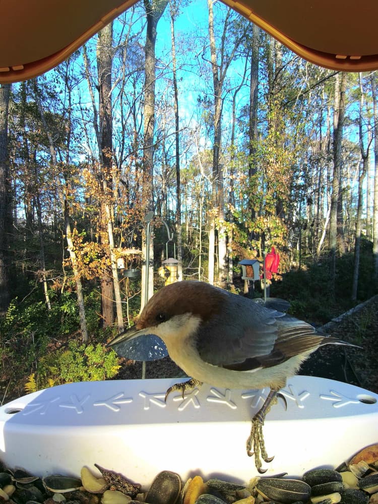 General Brown-Headed Nuthatch comparison