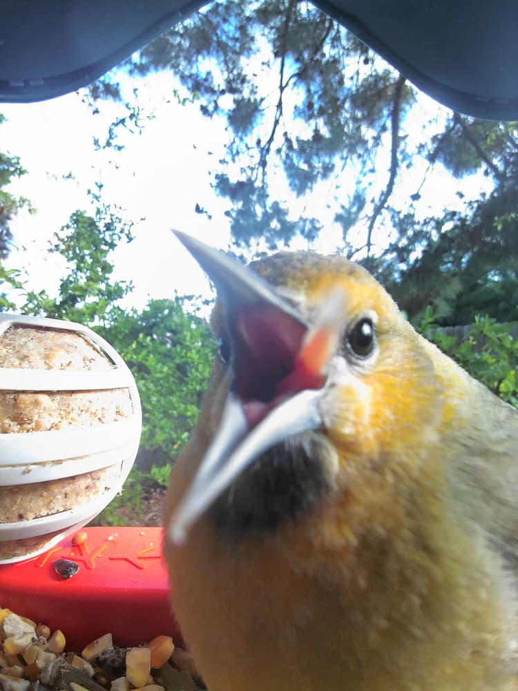 General Bullock’s Oriole comparison