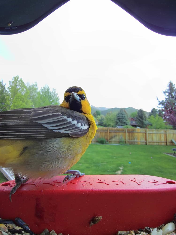 General Bullock’s Oriole comparison