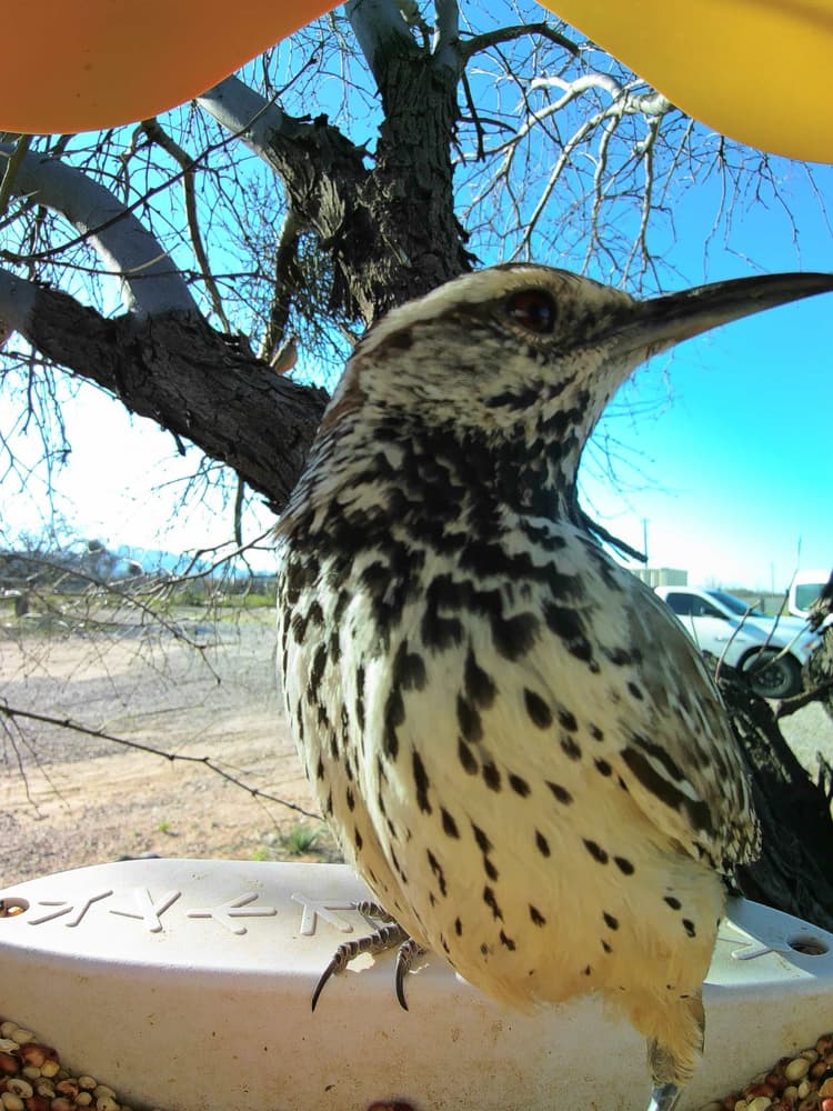 General Cactus Wren comparison