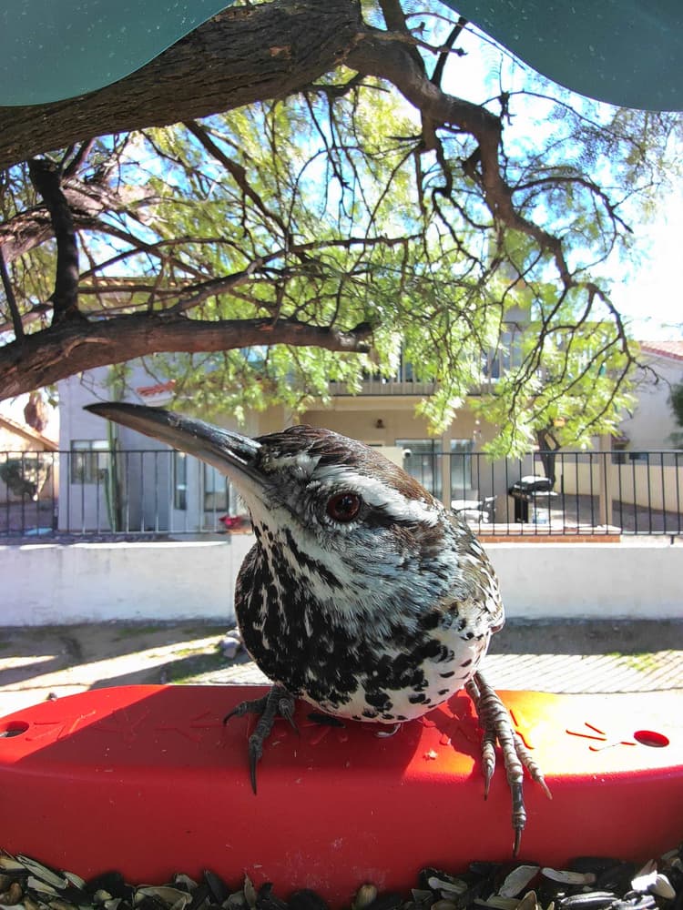General Cactus Wren comparison