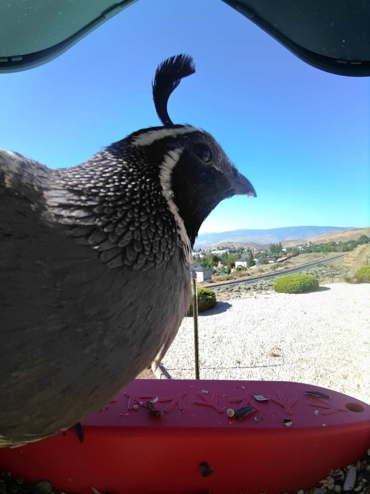 General California Quail comparison