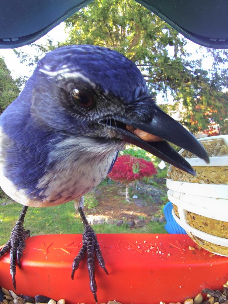 General California Scrub-Jay comparison