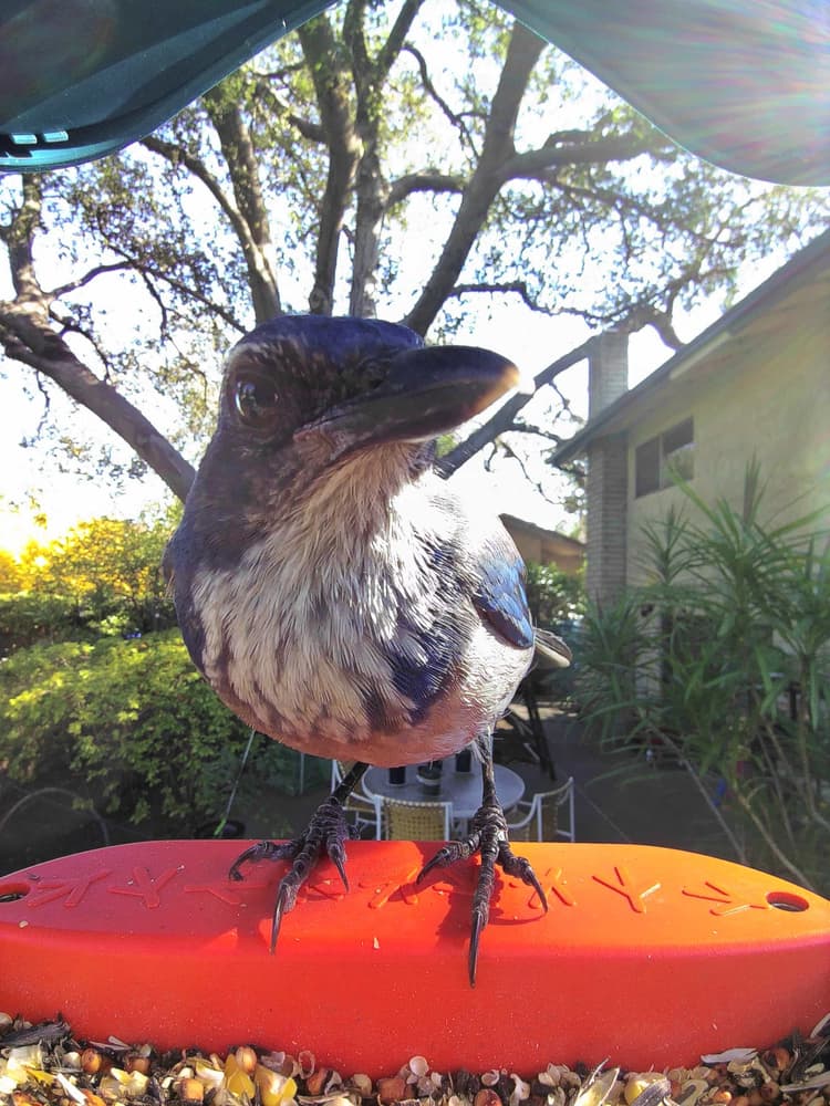 General California Scrub-Jay comparison