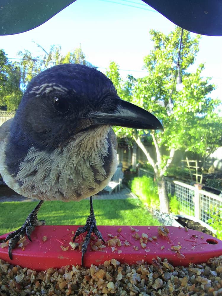 Adult female California Scrub-Jay