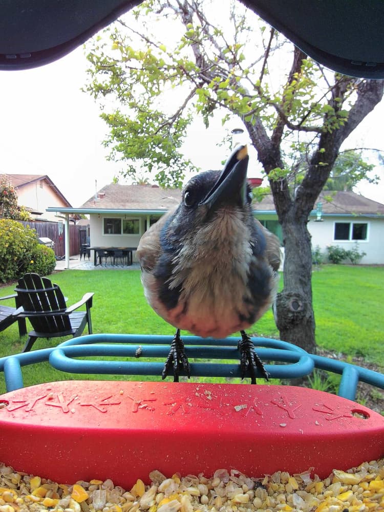 Juvenile California Scrub-Jay