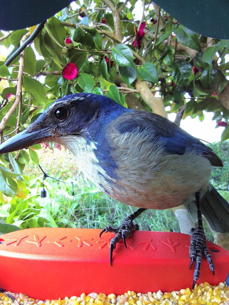 Adult male California Scrub-Jay