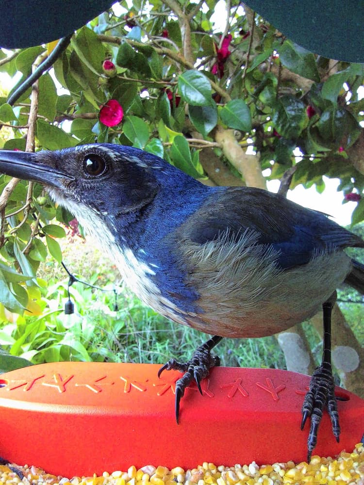 Adult male California Scrub-Jay