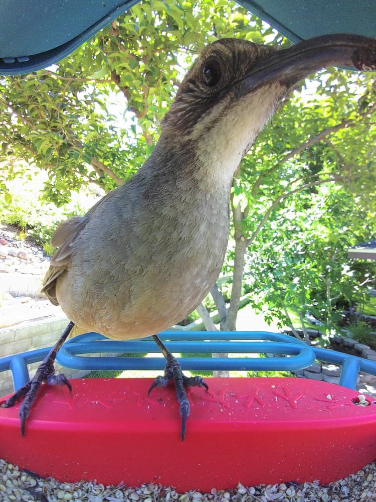 General California Thrasher comparison