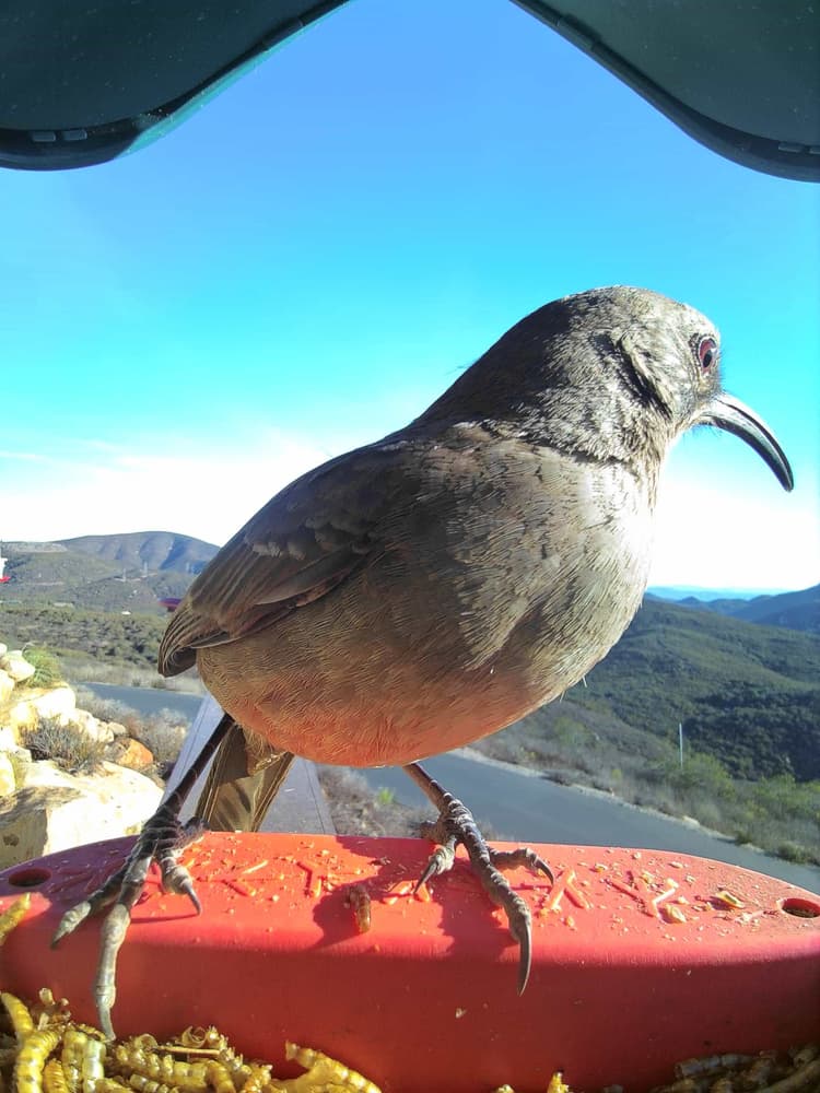 General California Thrasher comparison