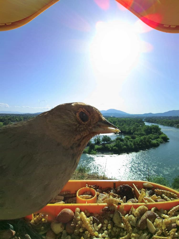 General California Towhee comparison