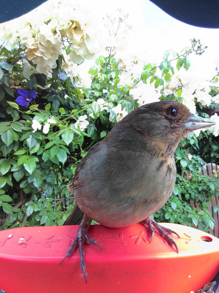 General California Towhee comparison