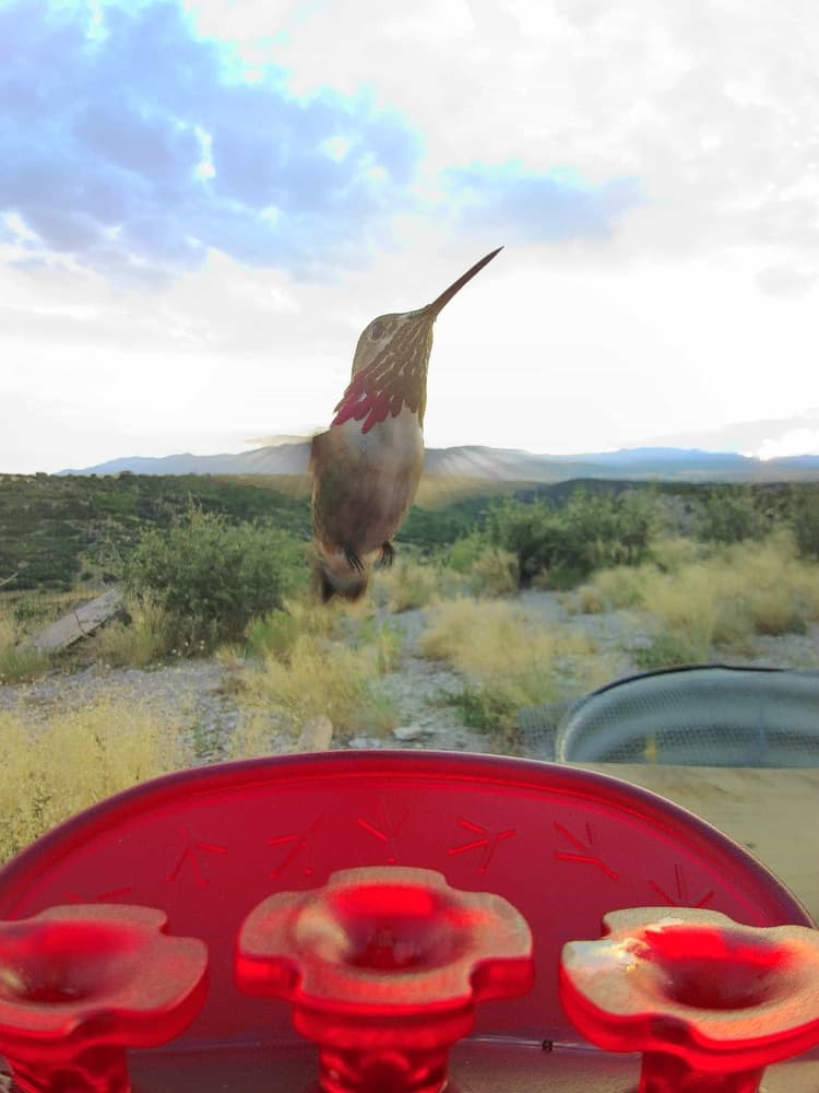General Calliope Hummingbird comparison