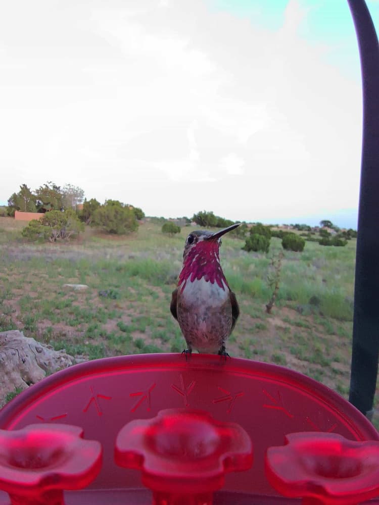 General Calliope Hummingbird comparison