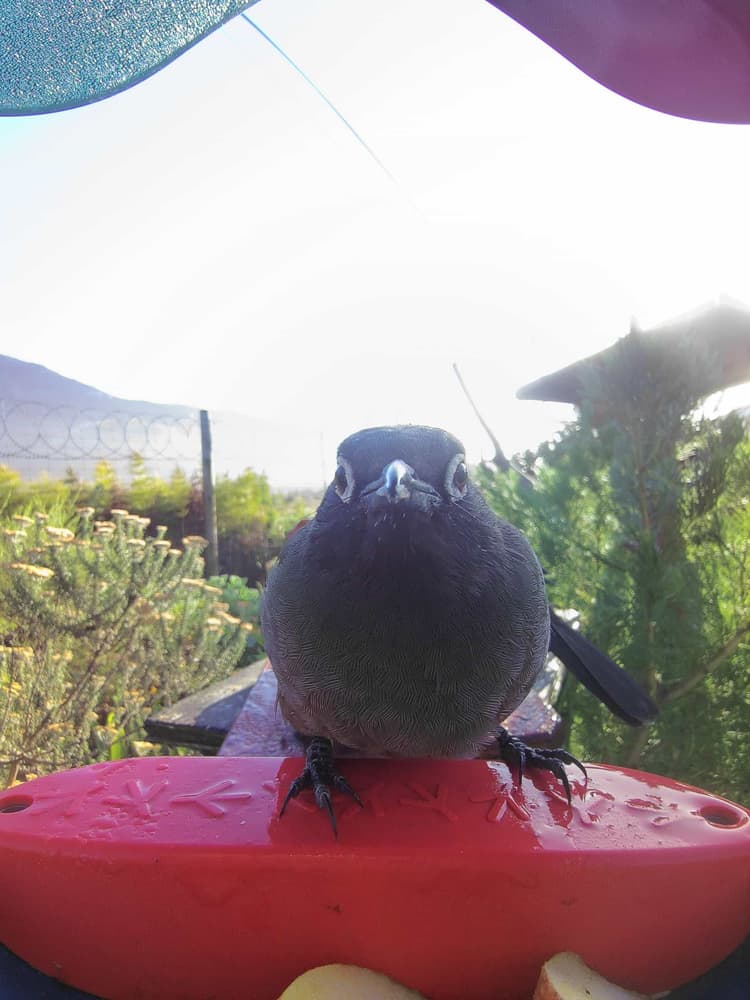 General Cape Bulbul comparison
