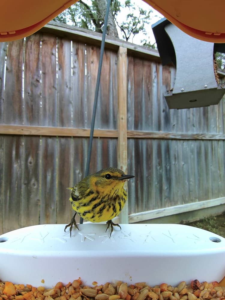 General Cape May Warbler comparison