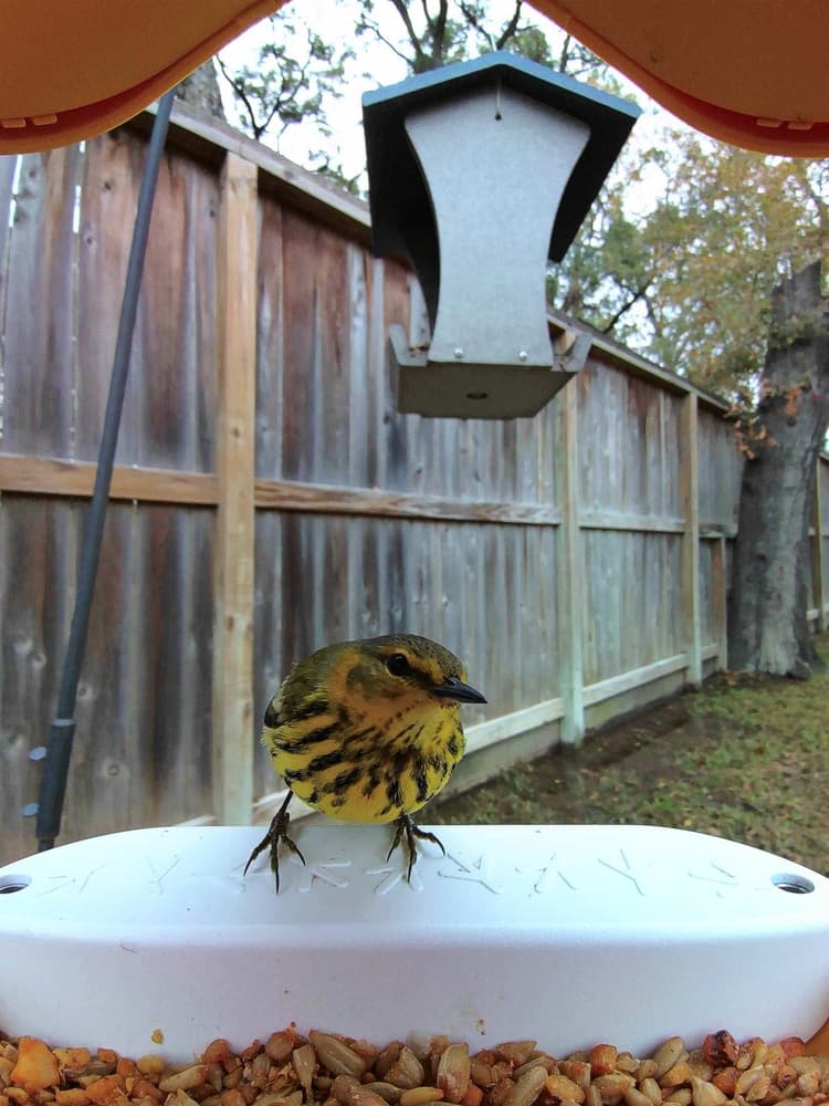 General Cape May Warbler comparison