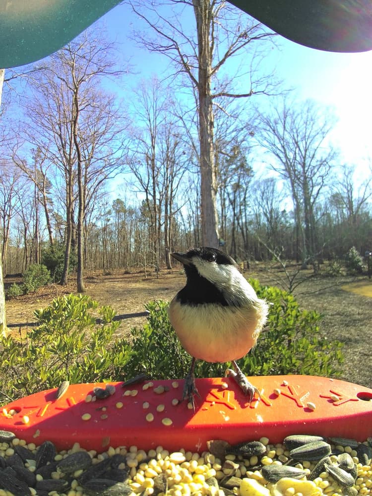 General Carolina Chickadee comparison