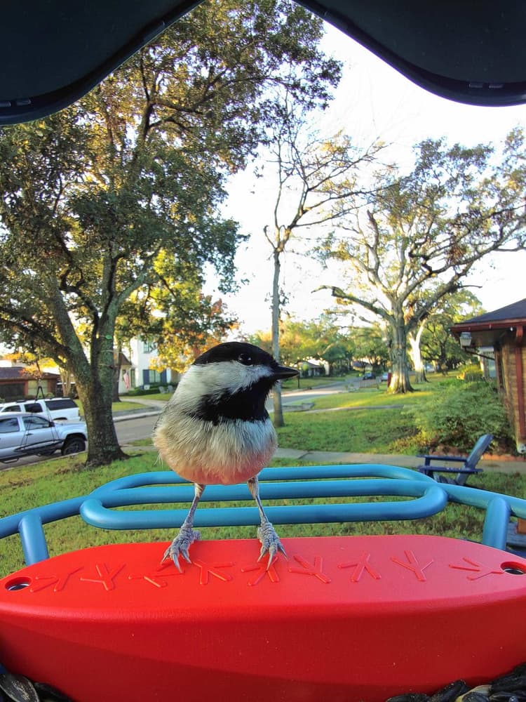 General Carolina Chickadee comparison