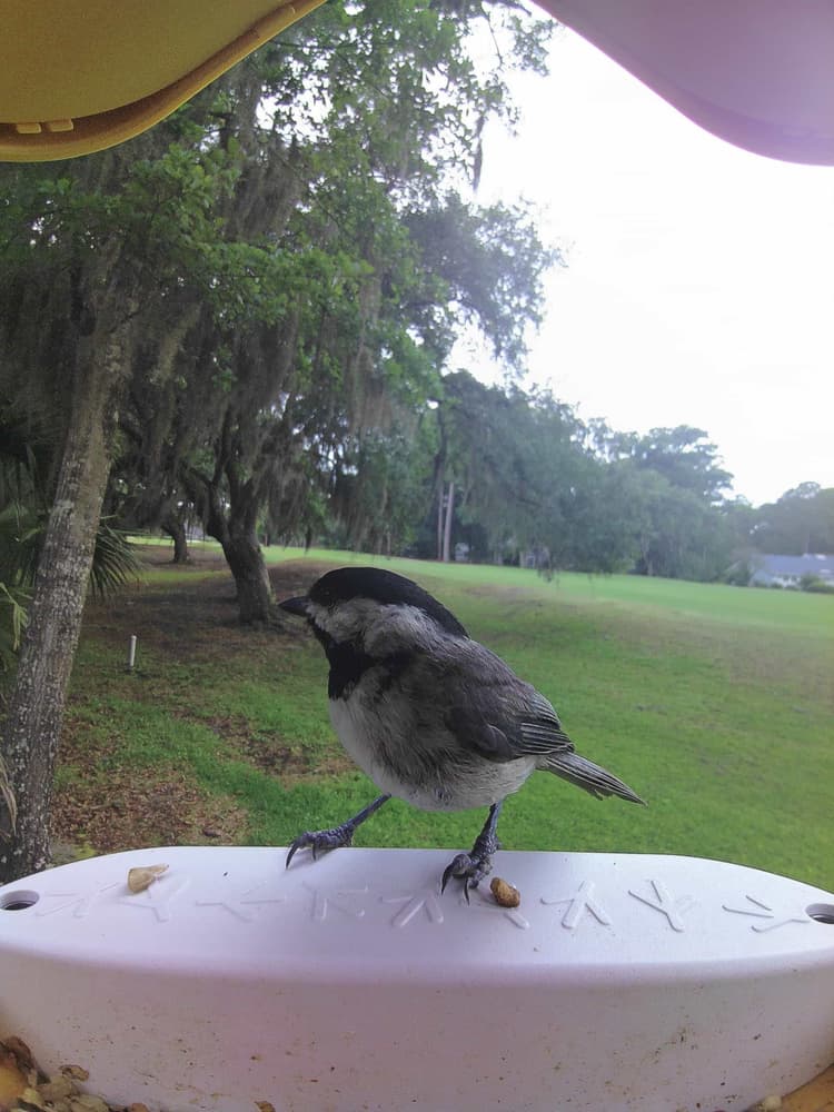 Adult female Carolina Chickadee