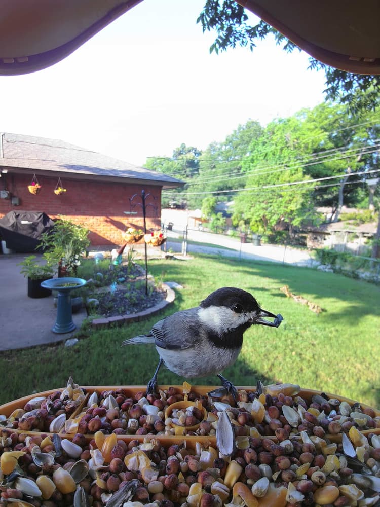 Juvenile Carolina Chickadee
