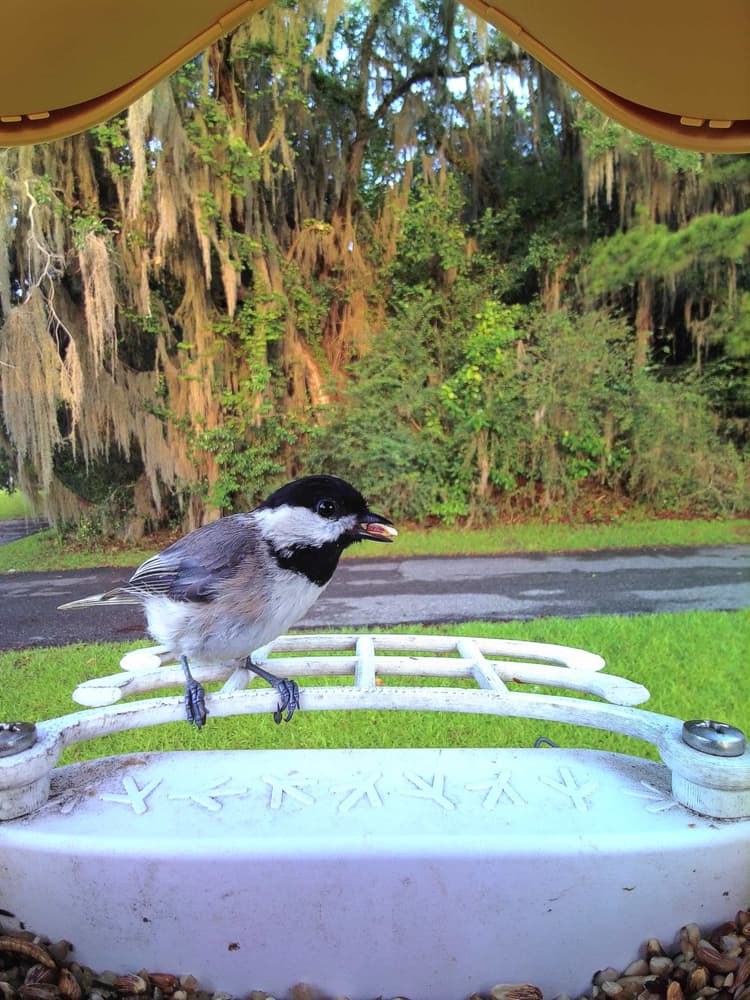 Adult male Carolina Chickadee