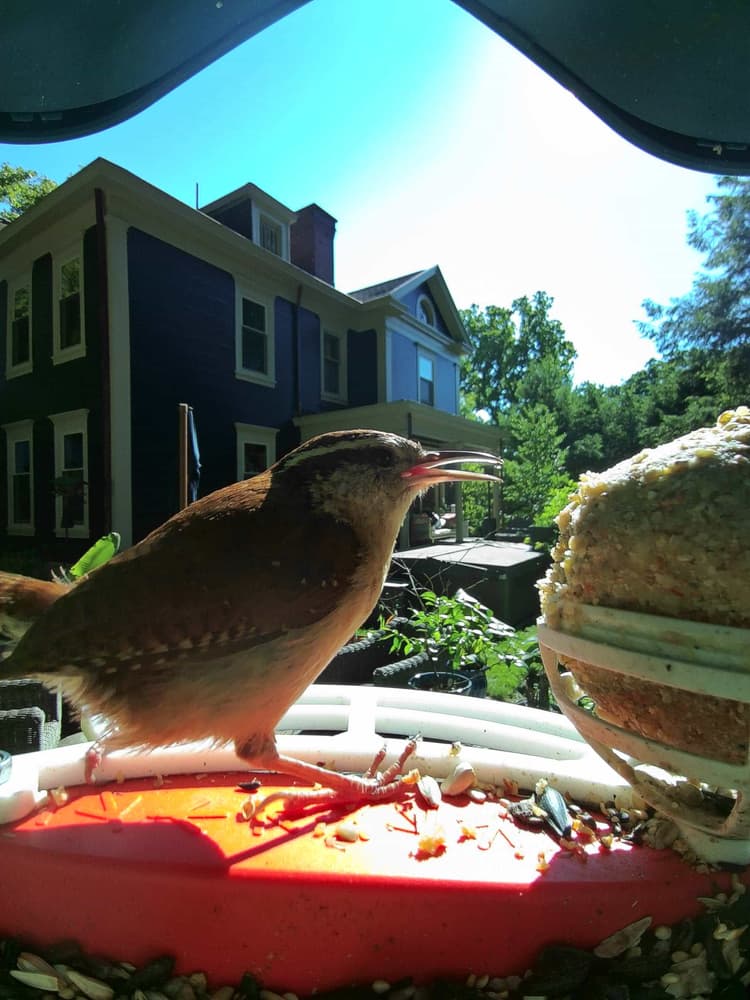 General Carolina Wren comparison