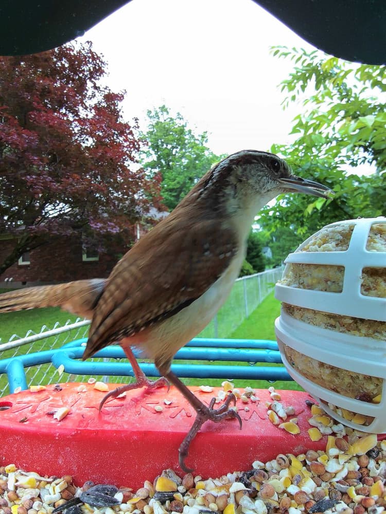 General Carolina Wren comparison
