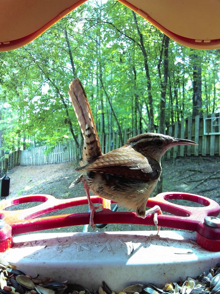 Adult female Carolina Wren