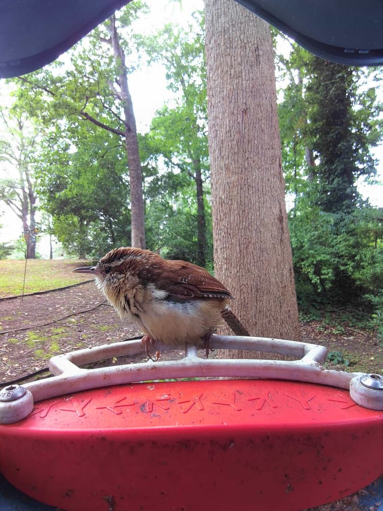 Juvenile Carolina Wren