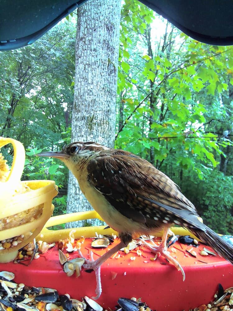 Adult male Carolina Wren