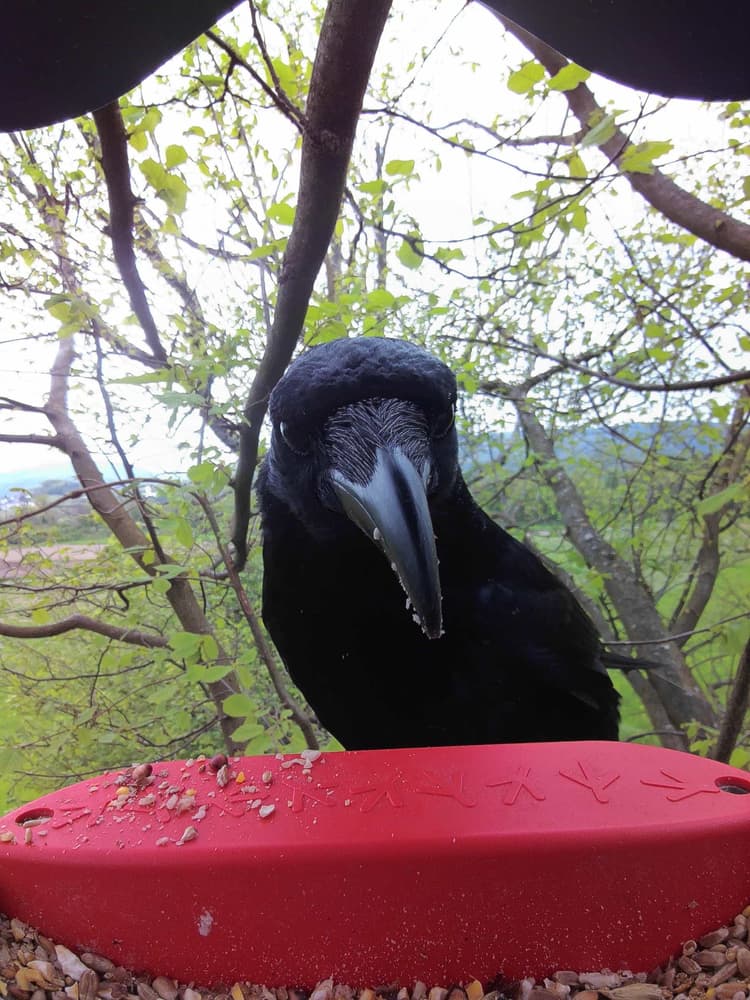 General Carrion Crow comparison