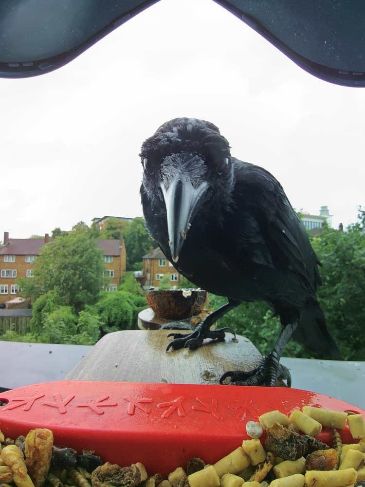 General Carrion Crow comparison