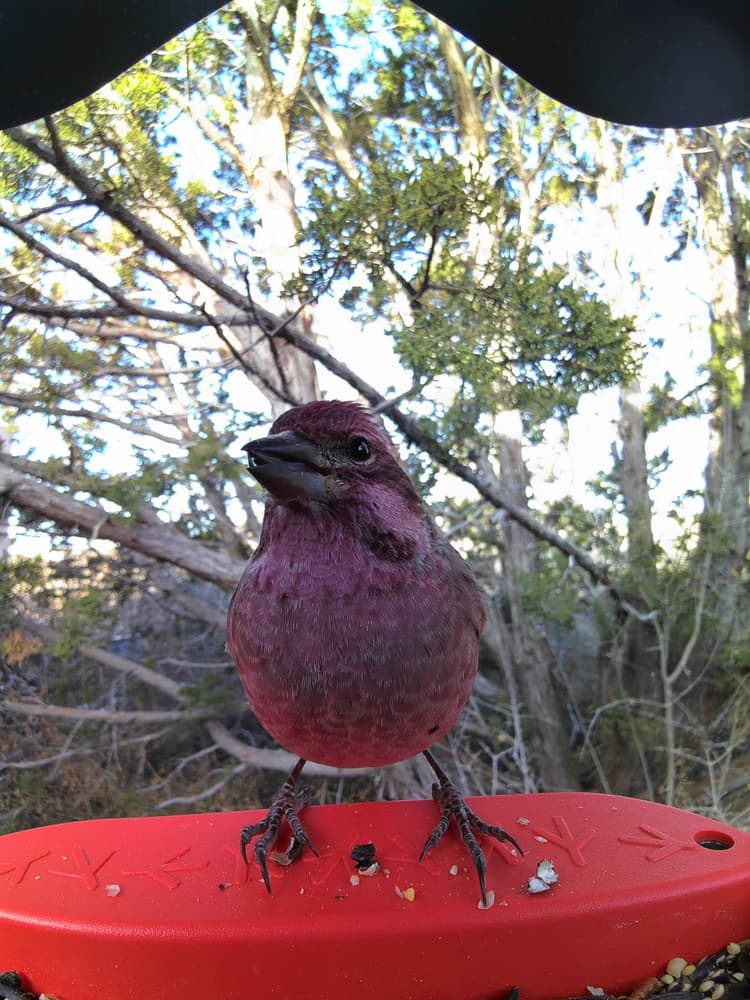 General Cassin’s Finch comparison
