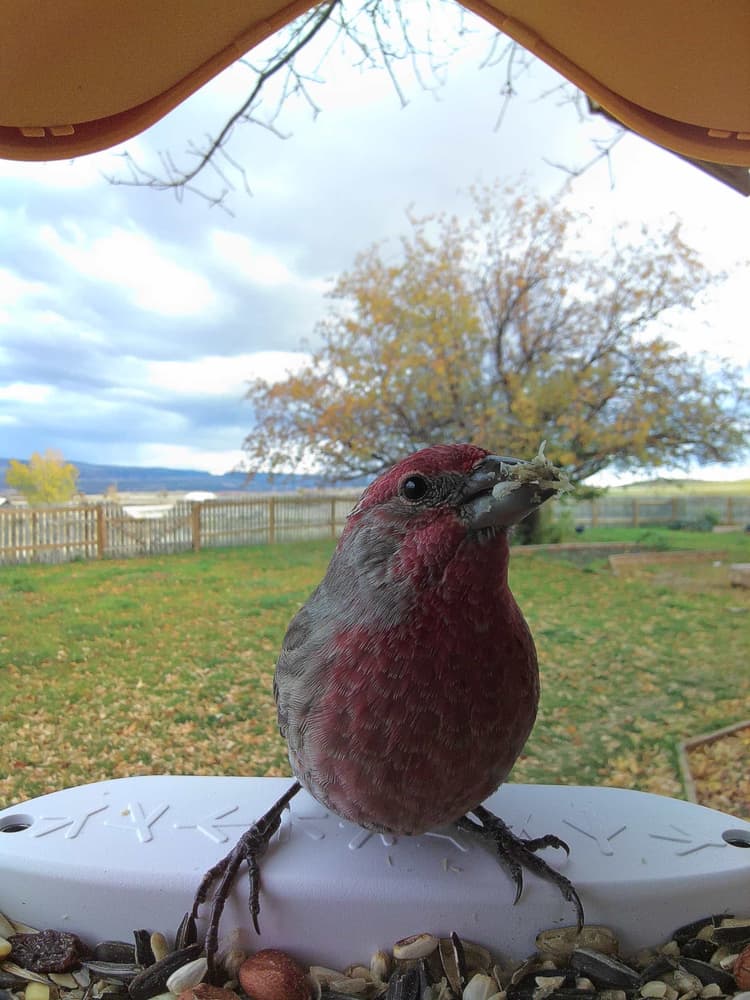 General Cassin’s Finch comparison
