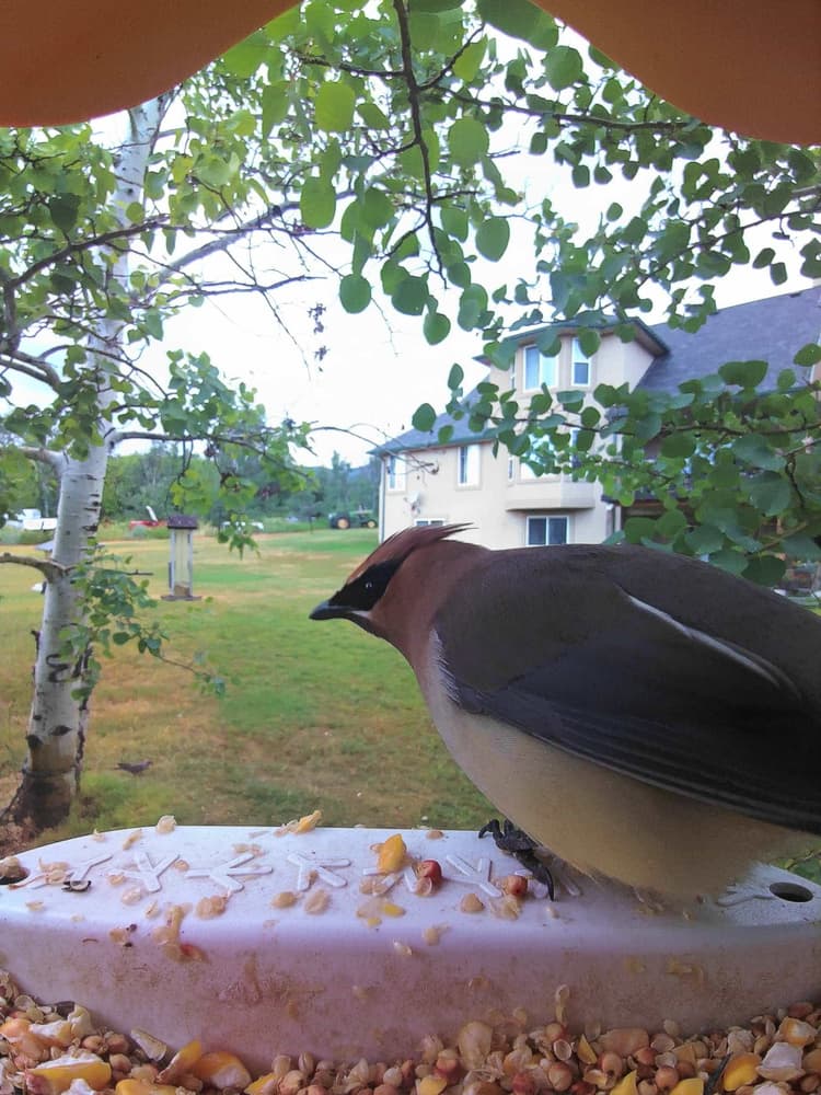 General Cedar Waxwing comparison