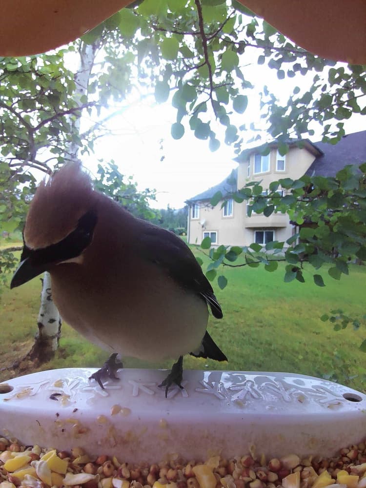 General Cedar Waxwing comparison