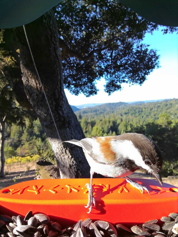 General Chestnut-Backed Chickadee comparison