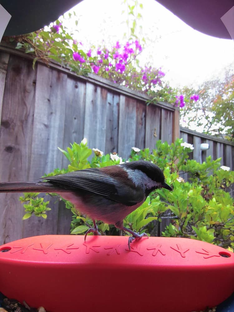 General Chestnut-Backed Chickadee comparison
