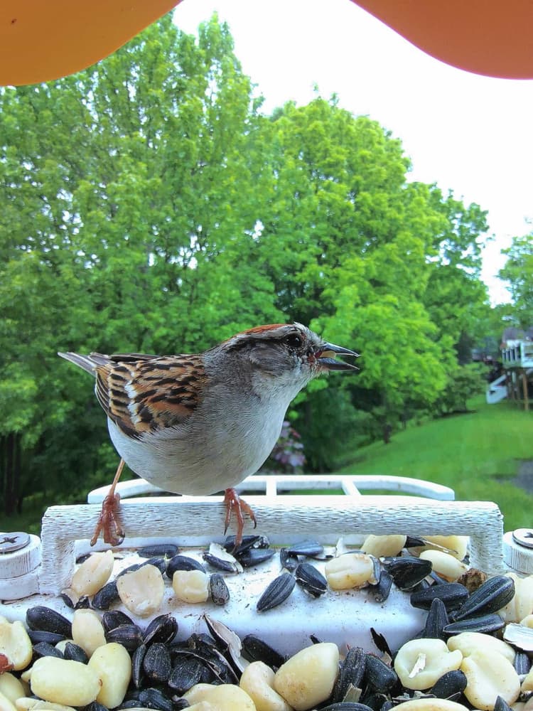 General Chipping Sparrow comparison