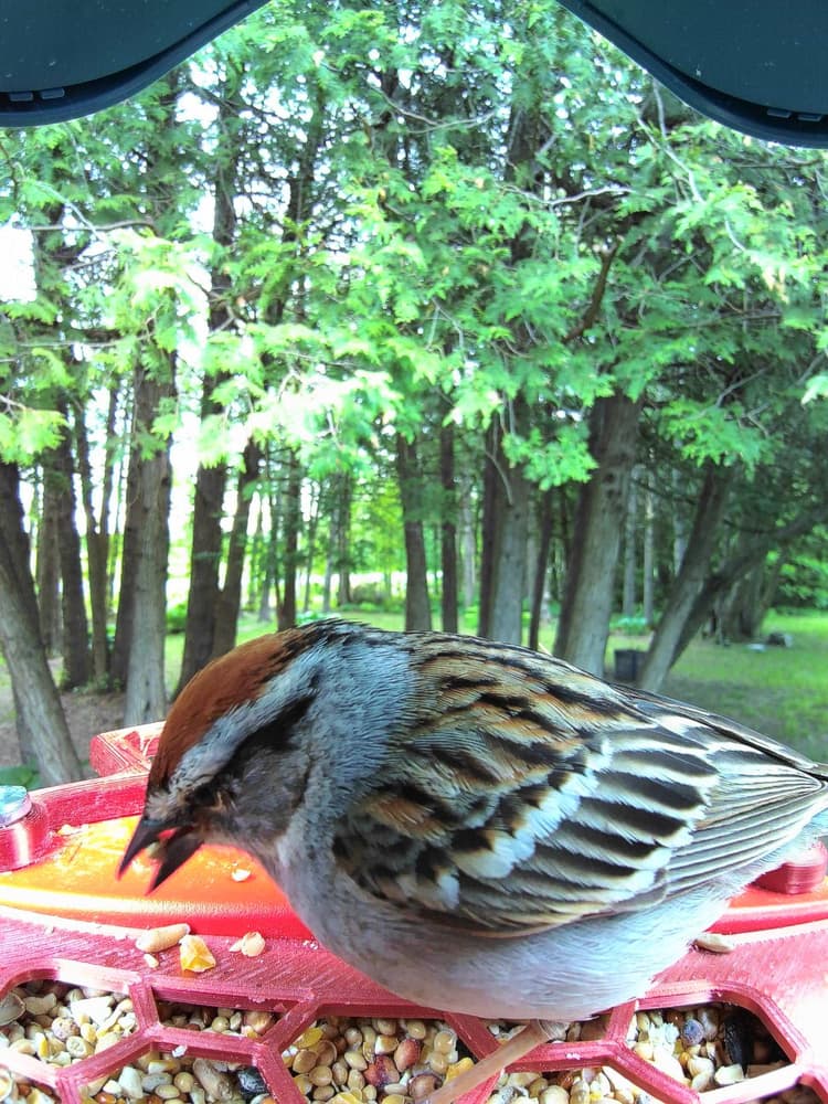 General Chipping Sparrow comparison