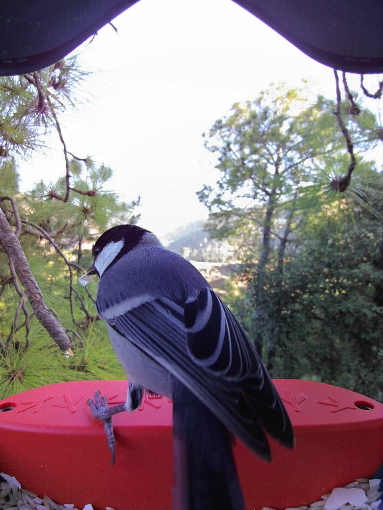 General Cinereous Tit comparison