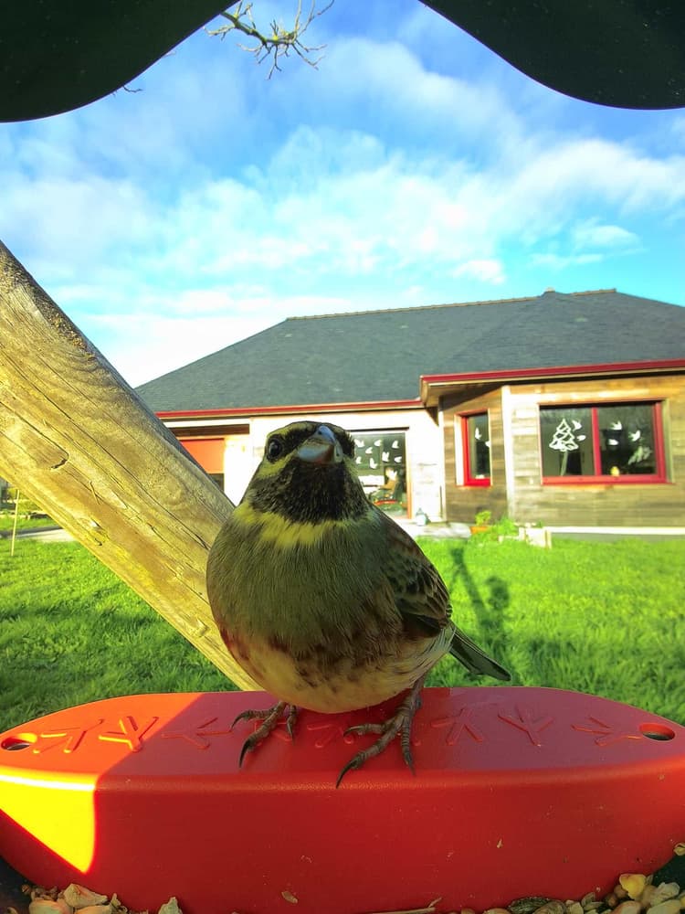General Cirl Bunting comparison
