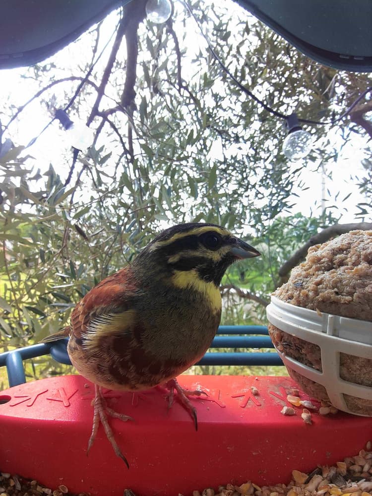 General Cirl Bunting comparison