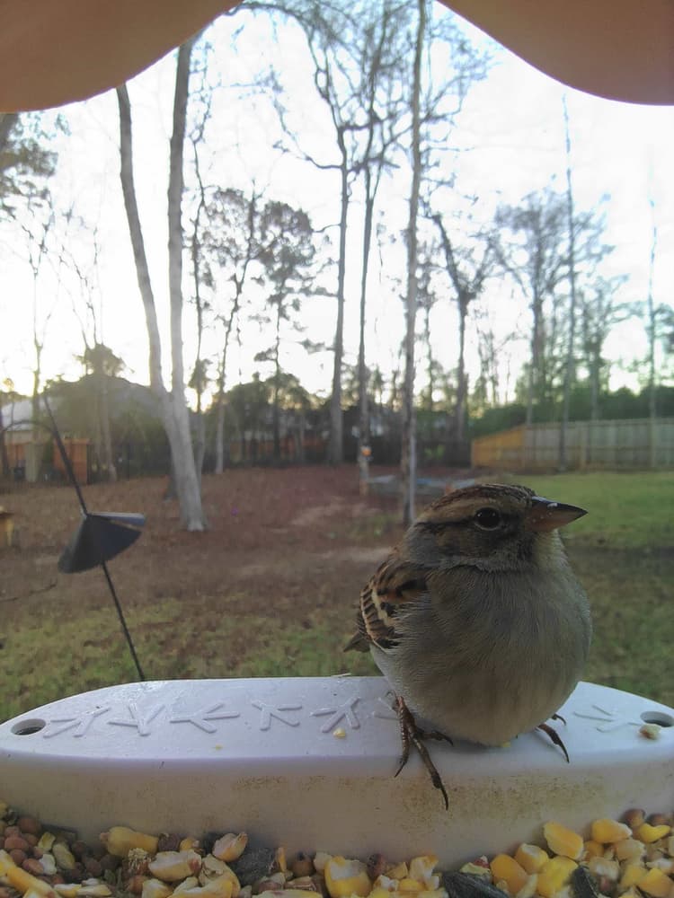 General Clay-Colored Sparrow comparison